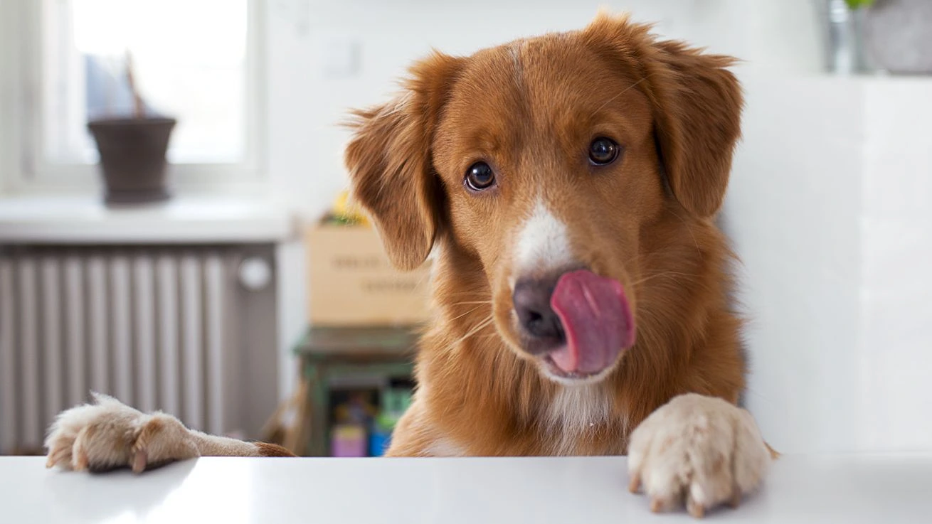 BARF hundefoder – Naturlig ernæring og positive effekter for din hund